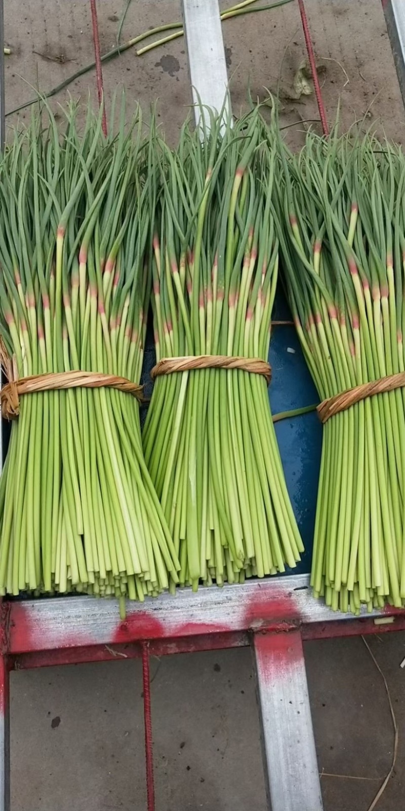 山东蒜苔红帽蒜苔对接市场电商入库储存大量现货