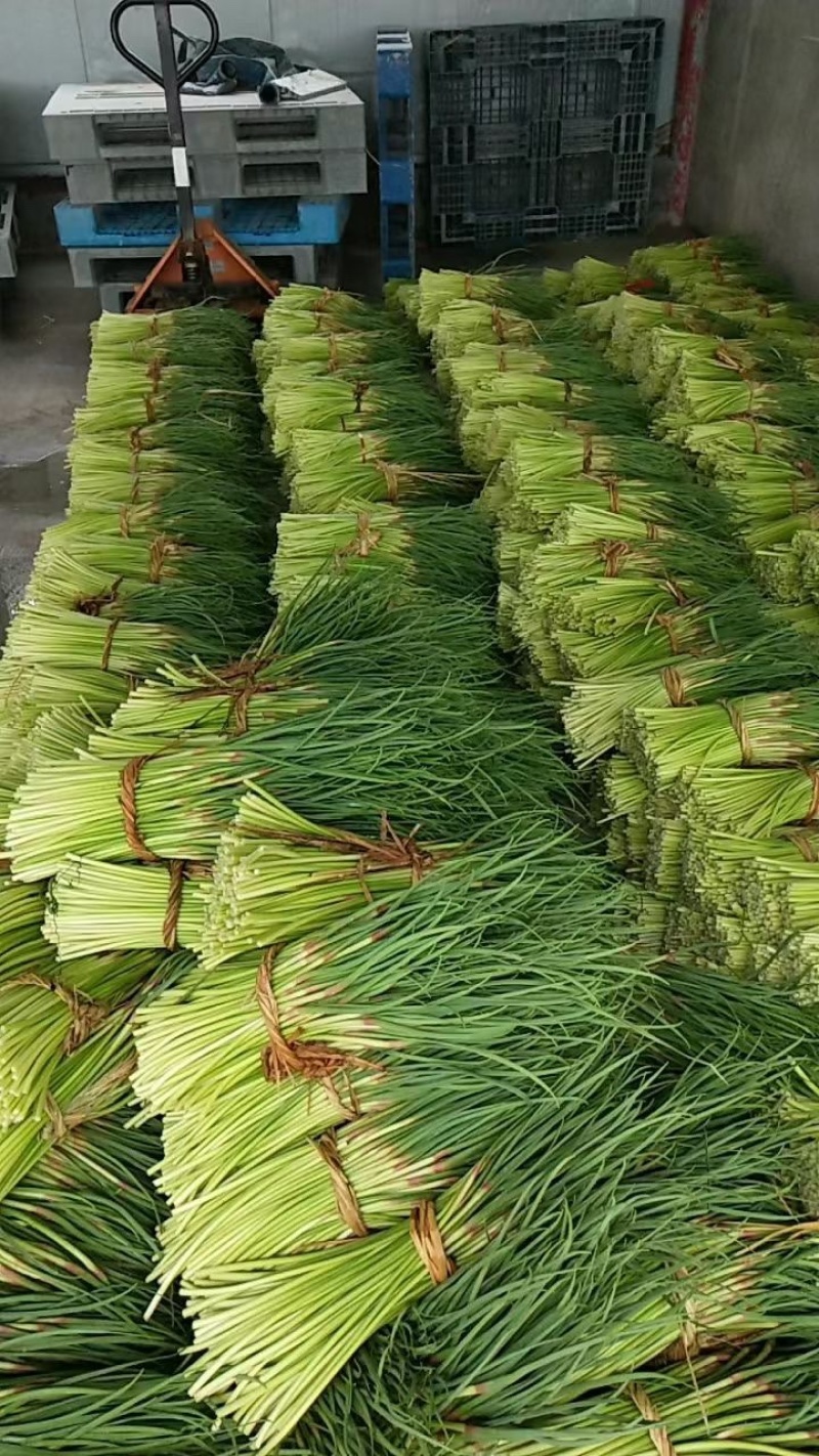 山东蒜苔红帽蒜苔对接市场电商入库储存大量现货