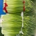 山东蒜苔红帽蒜苔对接市场电商入库储存大量现货