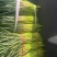 山东蒜苔红帽蒜苔对接市场电商入库储存大量现货