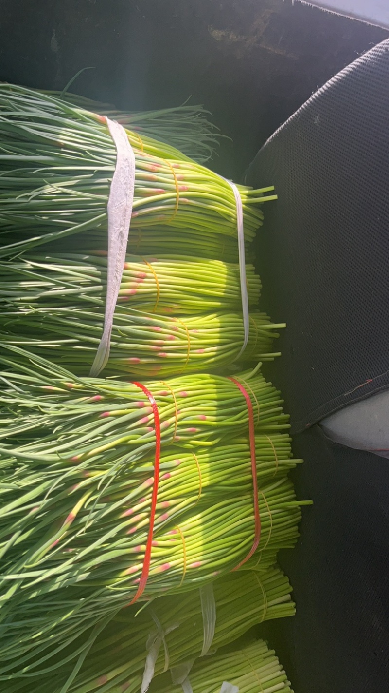 山东蒜苔红帽蒜苔对接市场电商入库储存大量现货