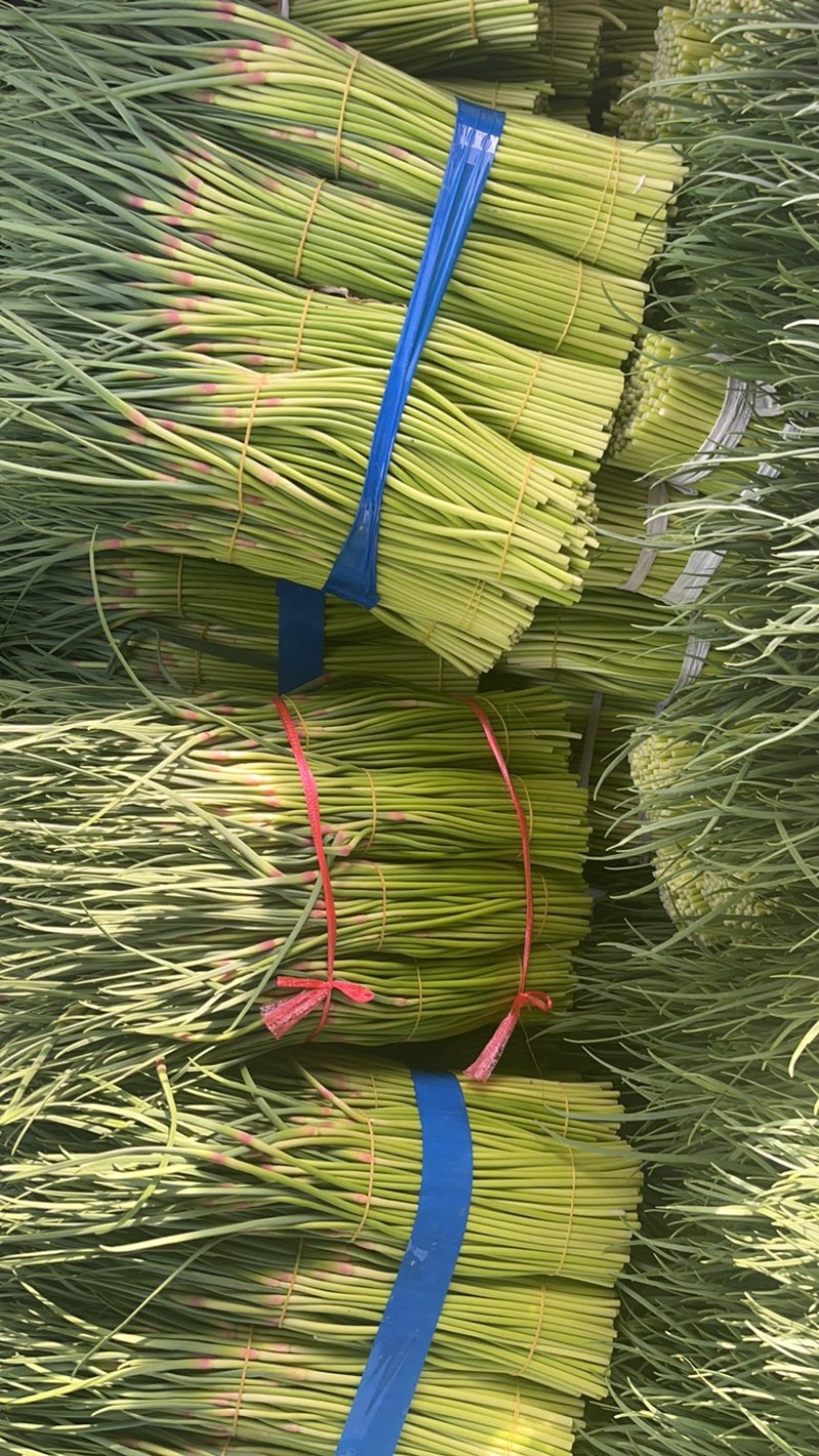 山东蒜苔红帽蒜苔对接市场电商入库储存大量现货