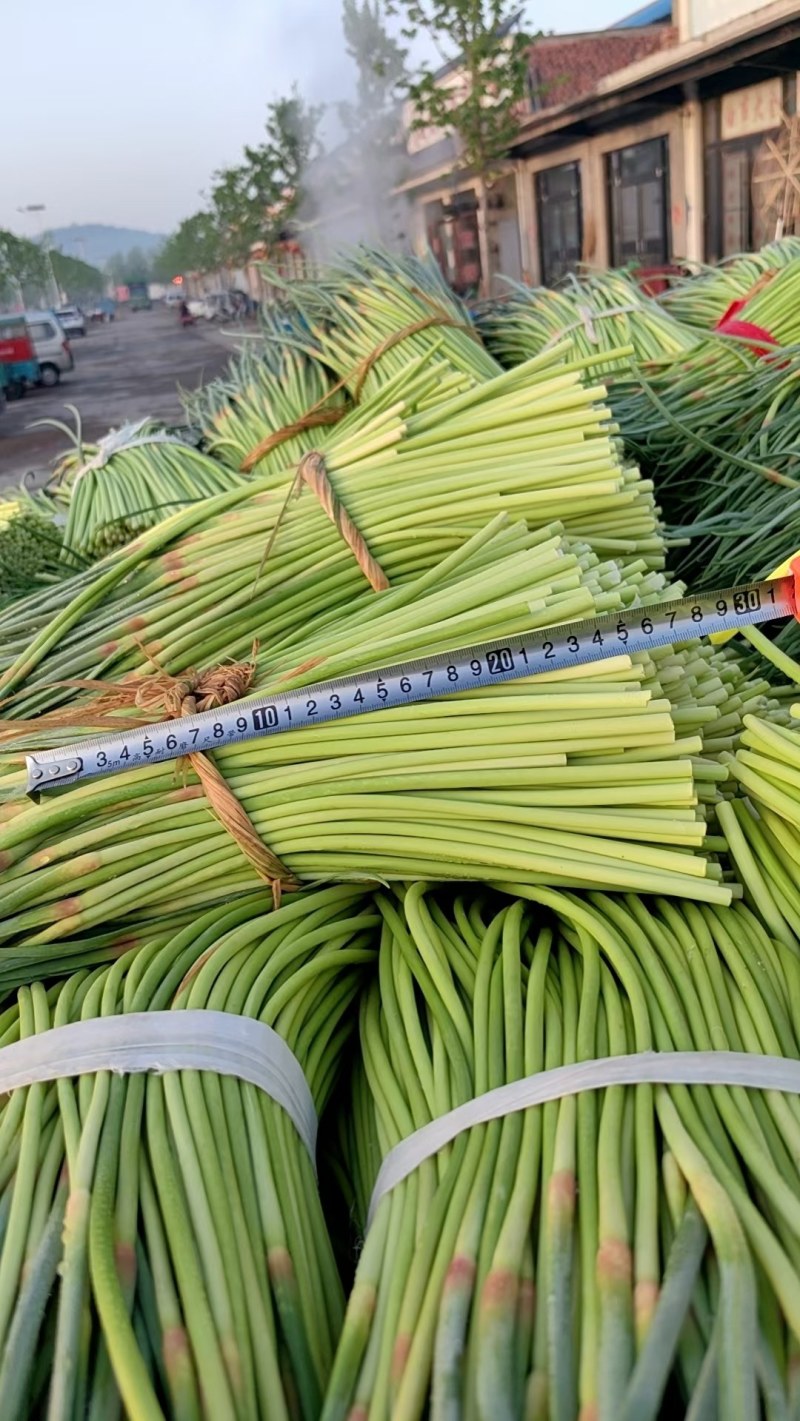 邳州红帽蒜苔正市上市欢迎联系！