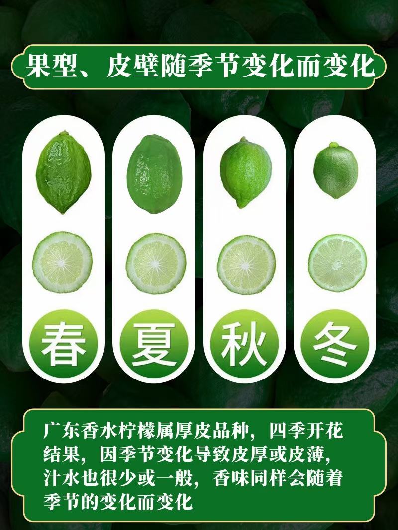 广东无子香水柠檬