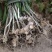 黄精种苗药材苗多花黄精苗基地直供包技术包回收