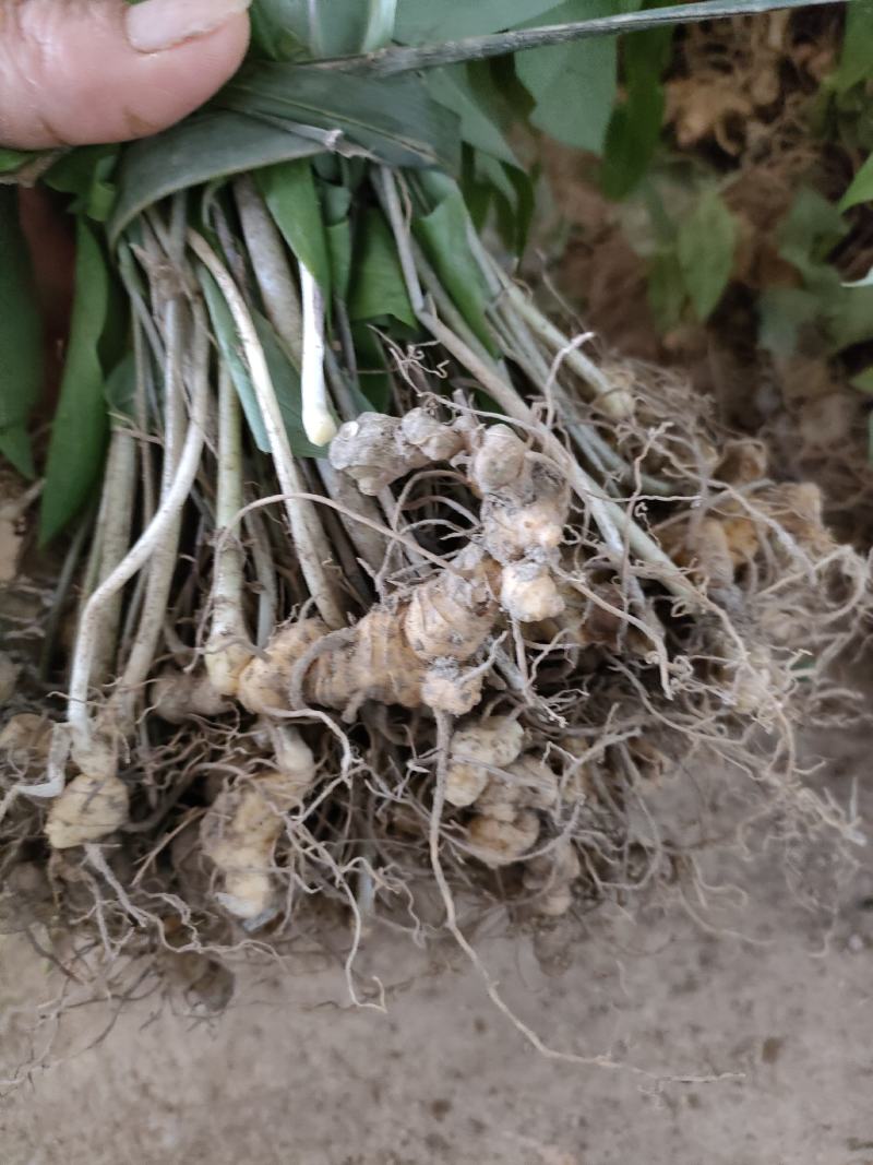 黄精种苗药材苗多花黄精苗基地直供包技术包回收