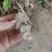 黄精种苗药材苗多花黄精苗基地直供包技术包回收