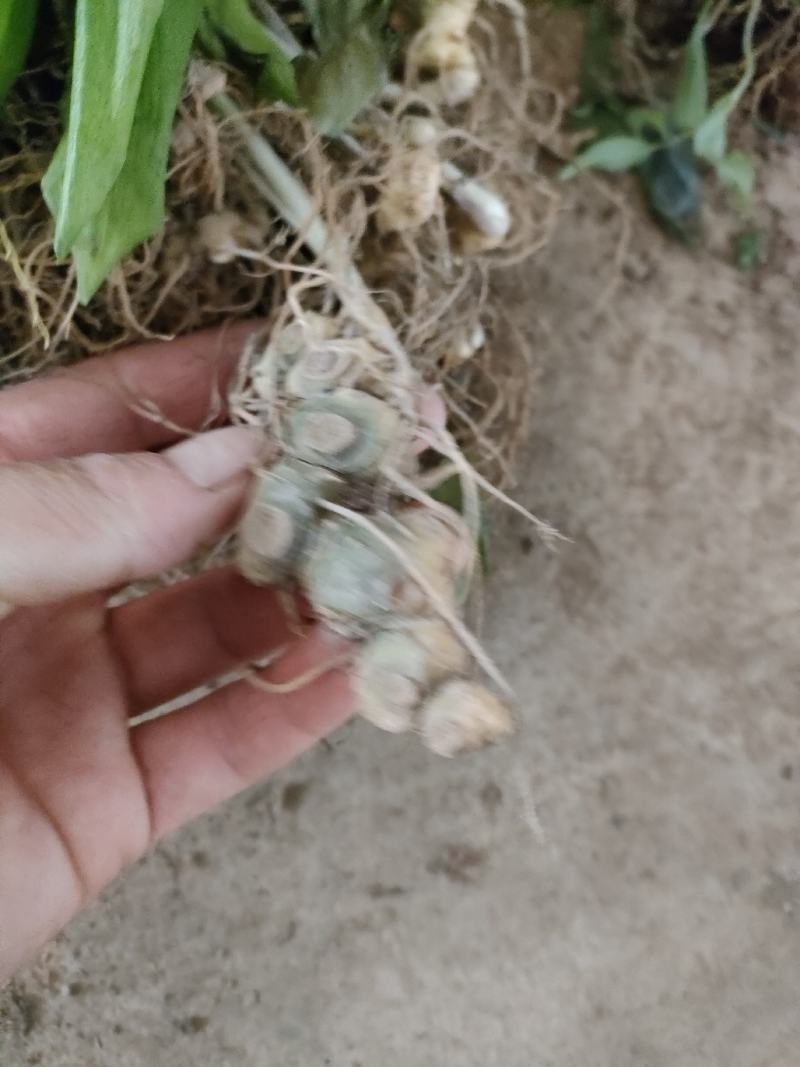 黄精种苗药材苗多花黄精苗基地直供包技术包回收