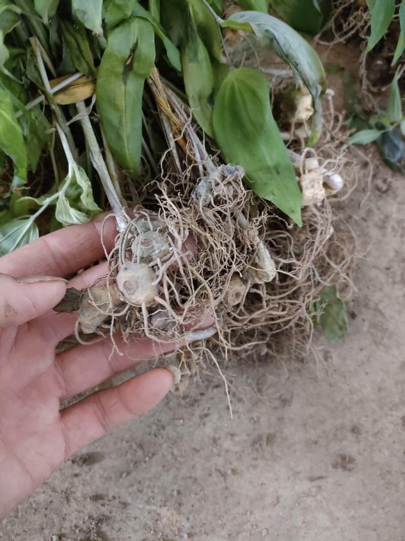 黄精种苗药材苗多花黄精苗基地直供包技术包回收