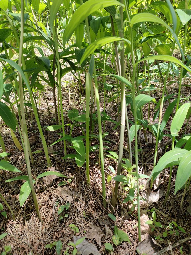 黄精种苗药材苗多花黄精苗基地直供包技术包回收