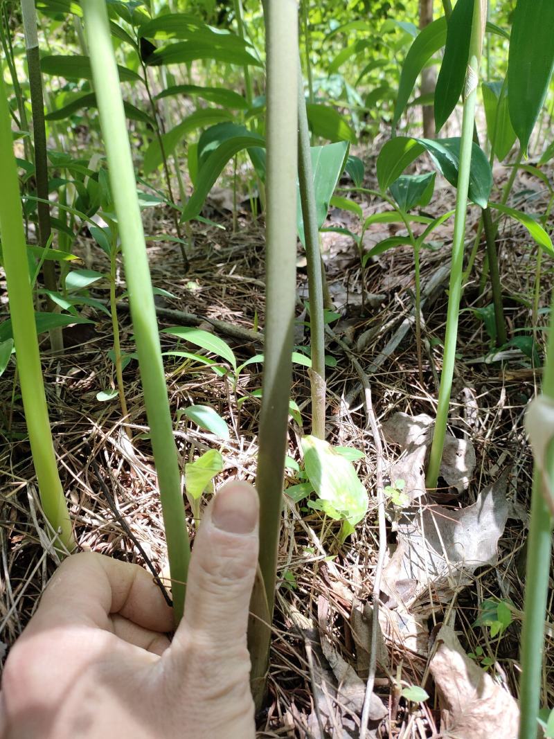 黄精种苗药材苗多花黄精苗基地直供包技术包回收