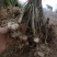 黄精种苗药材苗多花黄精苗基地直供包技术包回收