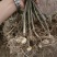 黄精种苗药材苗多花黄精苗基地直供包技术包回收