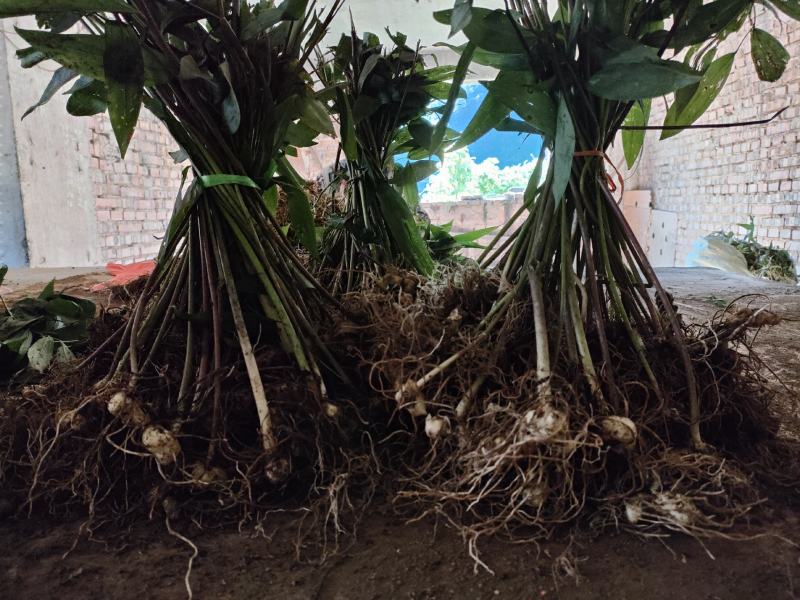 黄精种苗药材苗多花黄精苗基地直供包技术包回收