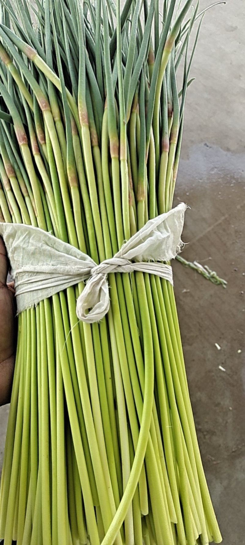 邳州精品小红帽现采摘现发应季新鲜蒜苔新鲜鲜嫩