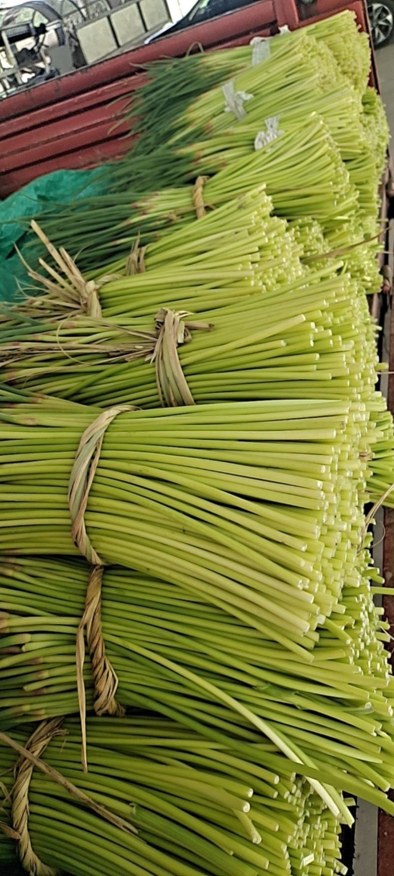 邳州精品小红帽现采摘现发应季新鲜蒜苔新鲜鲜嫩