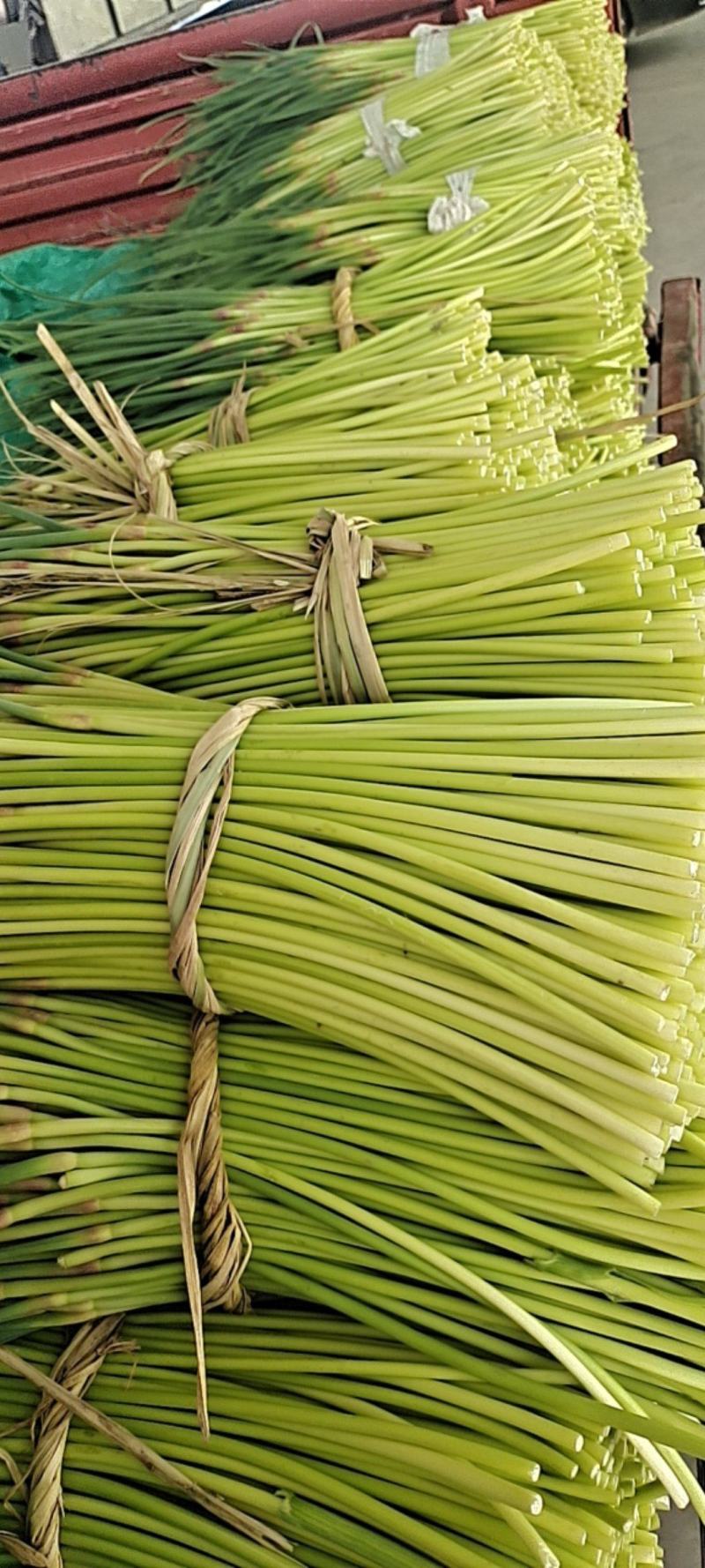 邳州精品小红帽现采摘现发应季新鲜蒜苔新鲜鲜嫩