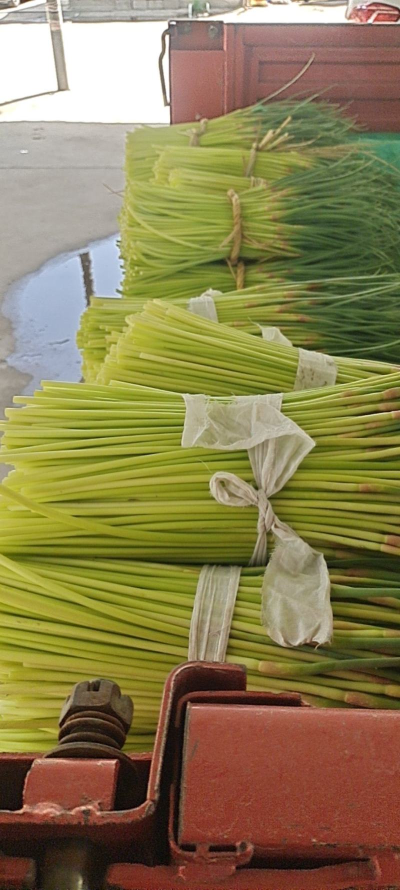 邳州精品小红帽现采摘现发应季新鲜蒜苔新鲜鲜嫩