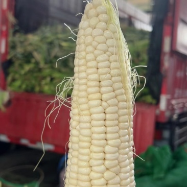 白糯188小甜糯花糯价格便宜清秀满尖饱满无虫