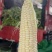 白糯188小甜糯花糯价格便宜清秀满尖饱满无虫