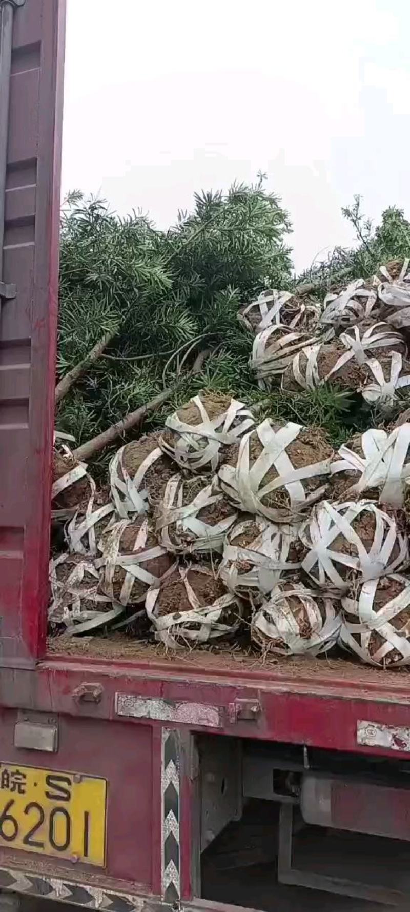 罗汉松6公分产地批发，大量出售，自家苗圃，一手货源直发。