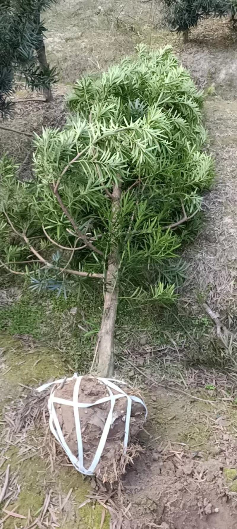 罗汉松6公分产地批发，大量出售，自家苗圃，一手货源直发。