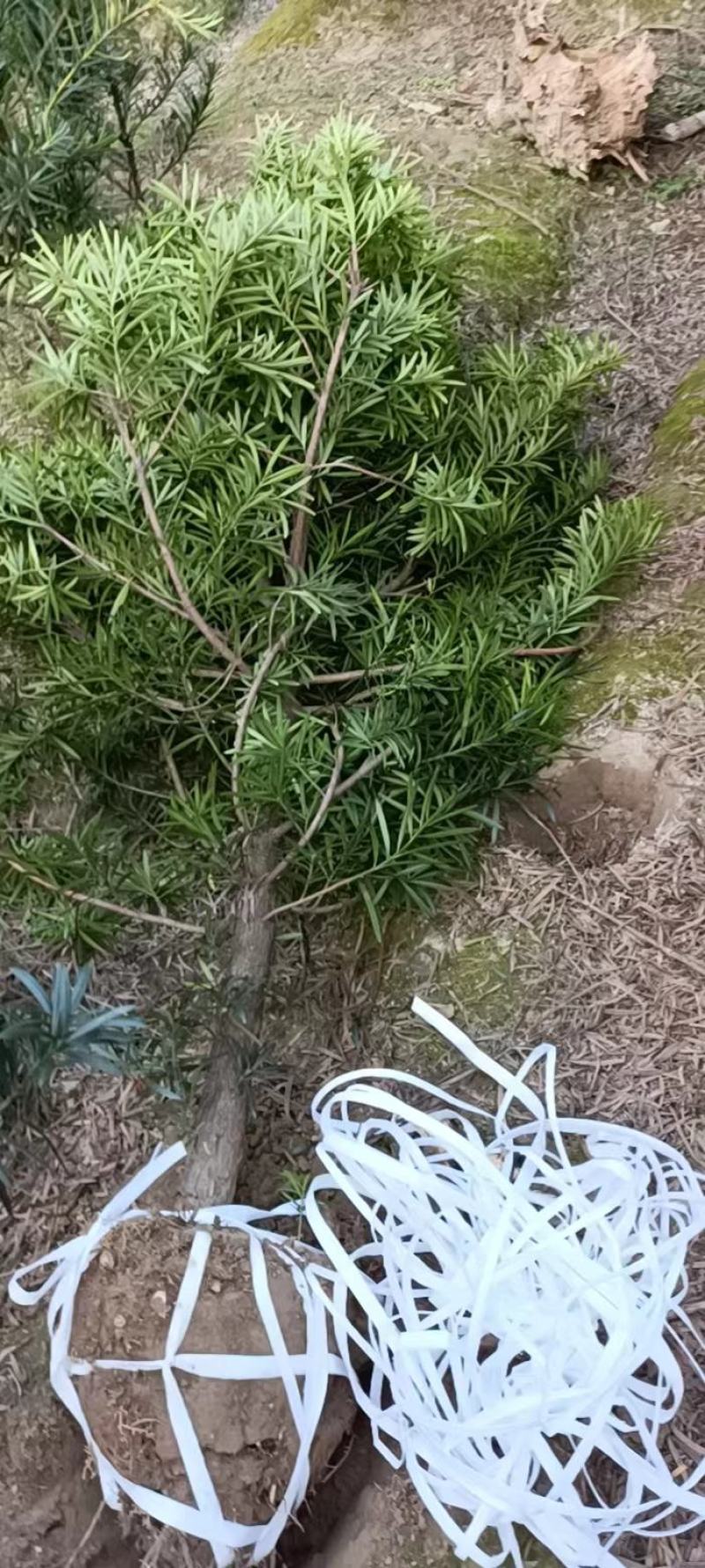 罗汉松6公分产地批发，大量出售，自家苗圃，一手货源直发。