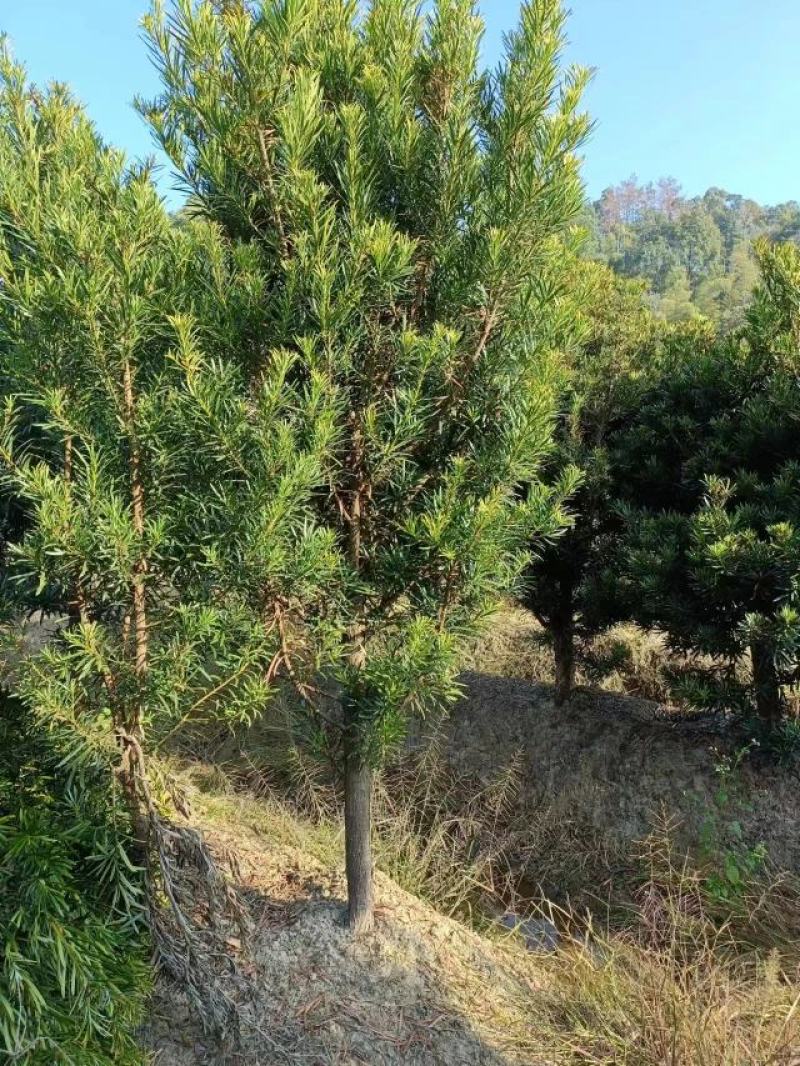 罗汉松6公分产地批发，大量出售，自家苗圃，一手货源直发。