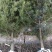 罗汉松6公分产地批发，大量出售，自家苗圃，一手货源直发。