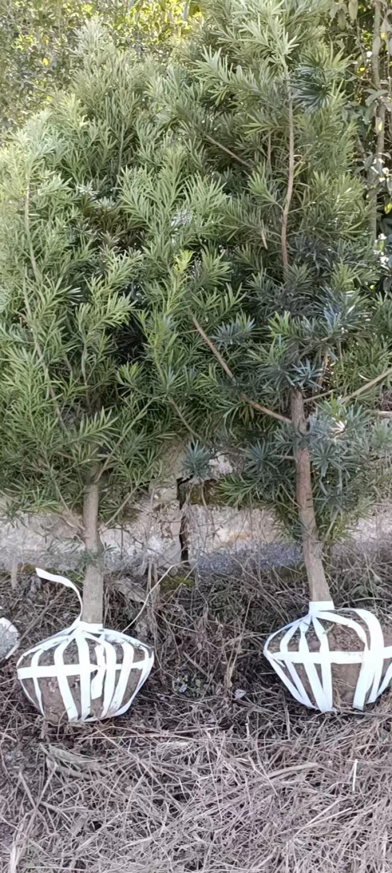 罗汉松6公分产地批发，大量出售，自家苗圃，一手货源直发。