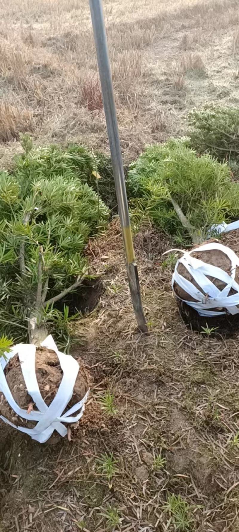 罗汉松6公分产地批发，大量出售，自家苗圃，一手货源直发。
