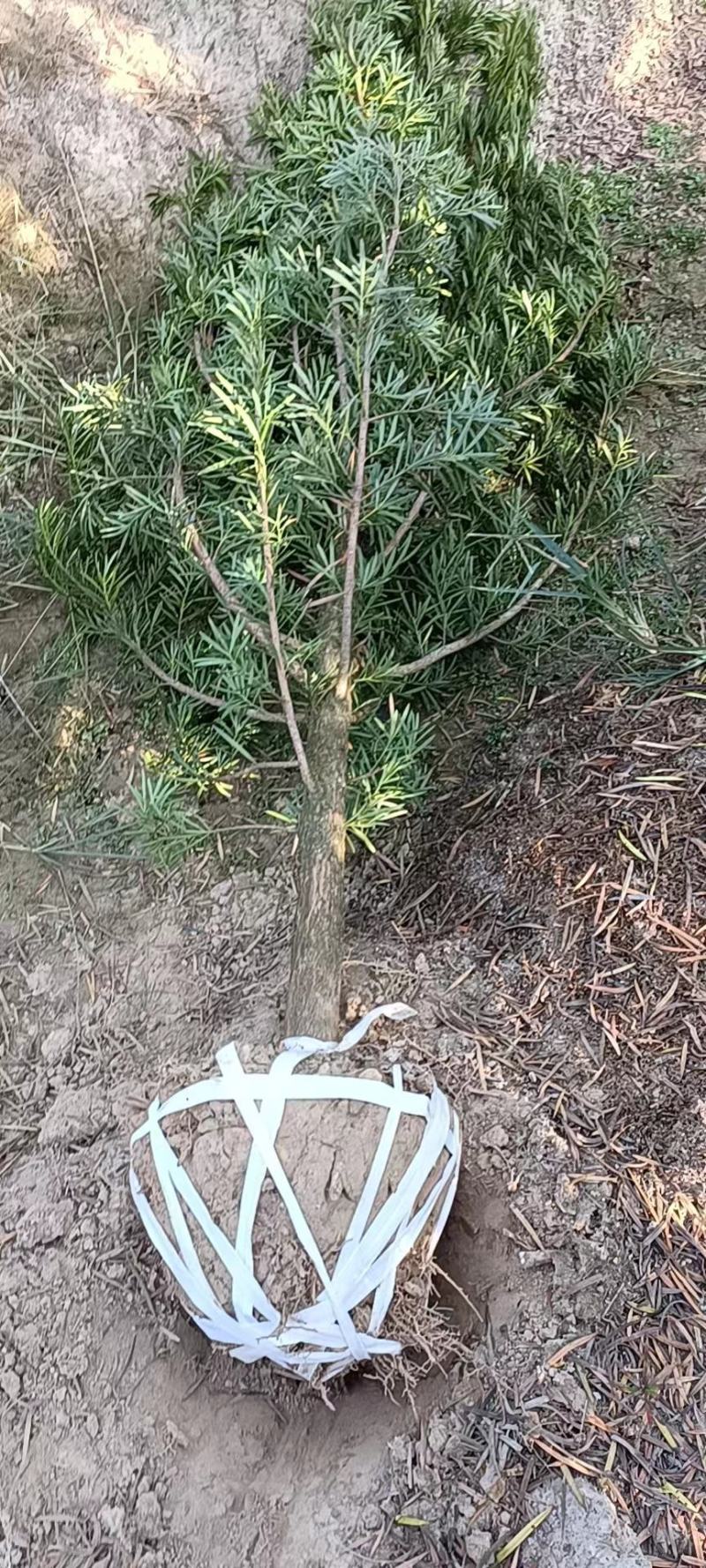 罗汉松6公分产地批发，大量出售，自家苗圃，一手货源直发。