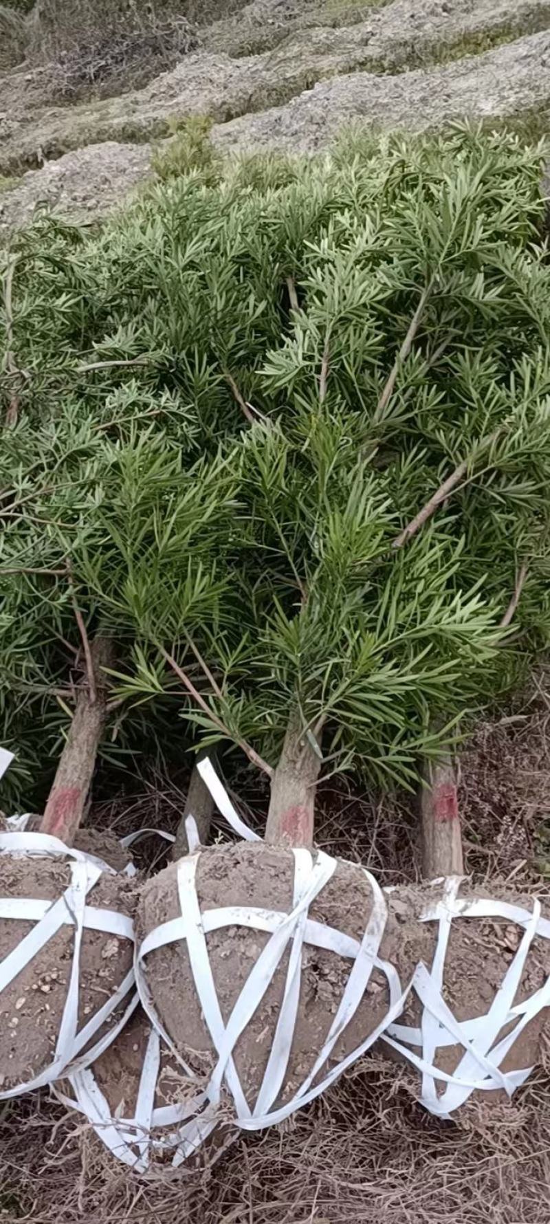 罗汉松6公分产地批发，大量出售，自家苗圃，一手货源直发。