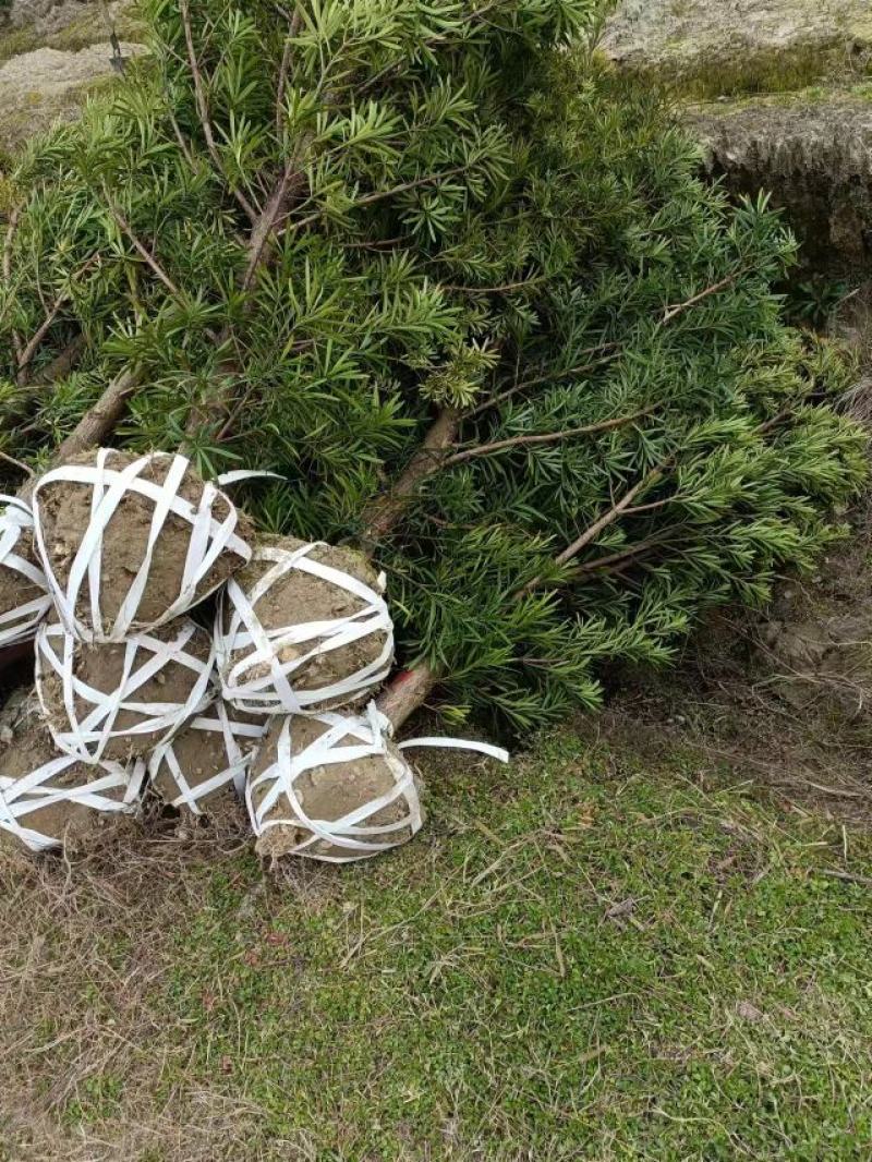 罗汉松6公分产地批发，大量出售，自家苗圃，一手货源直发。