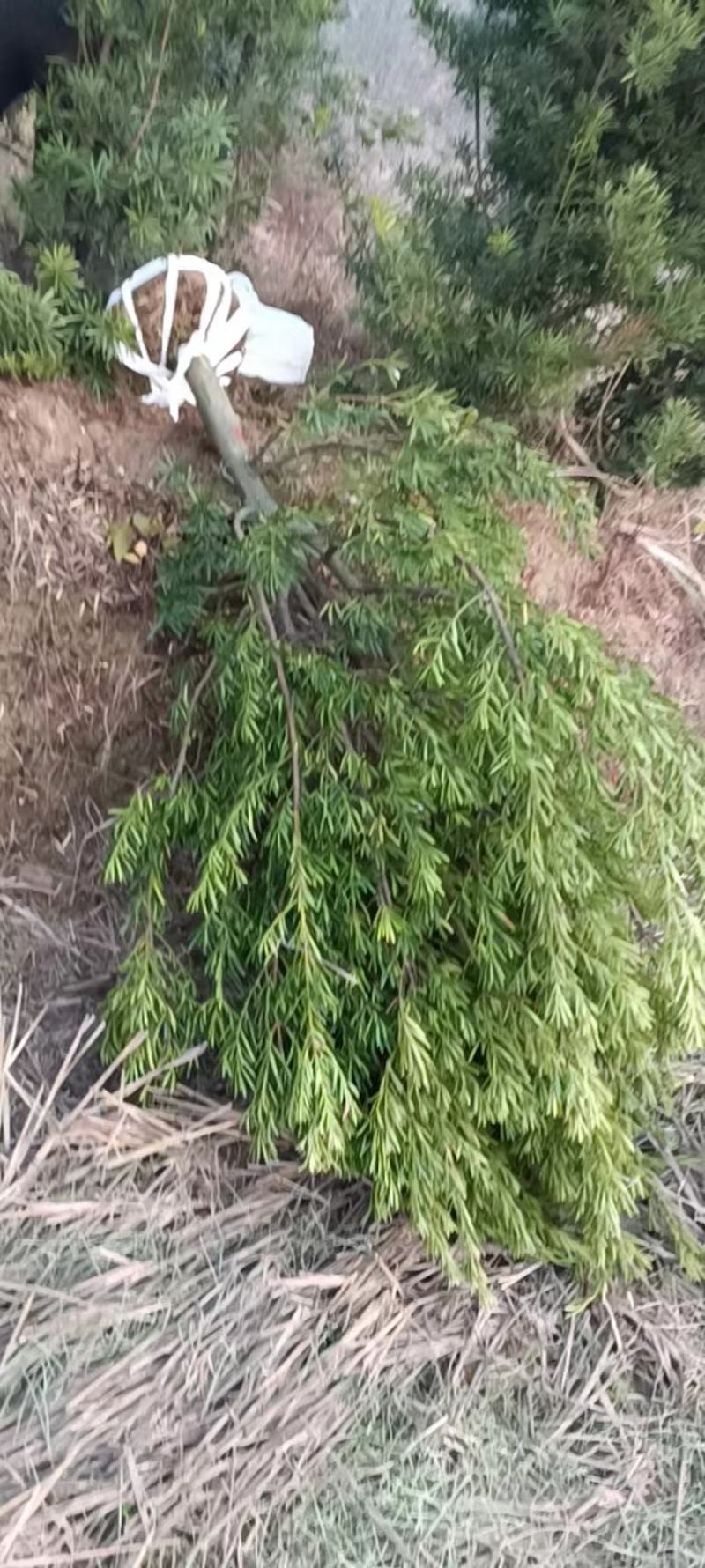 罗汉松6公分产地批发，大量出售，自家苗圃，一手货源直发。