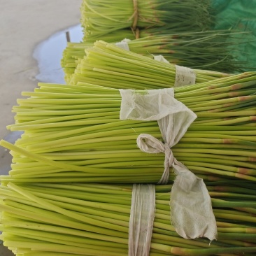 邳州红帽蒜薹现摘现发应季新鲜蒜苔新鲜鲜嫩