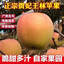 雀斑美人苹果王林苹果新鲜贵妃王琳正直发大果丑苹果孕妇水果
