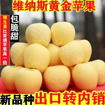 山东烟台维纳斯黄金苹果新鲜现摘脆甜多汁整箱包邮