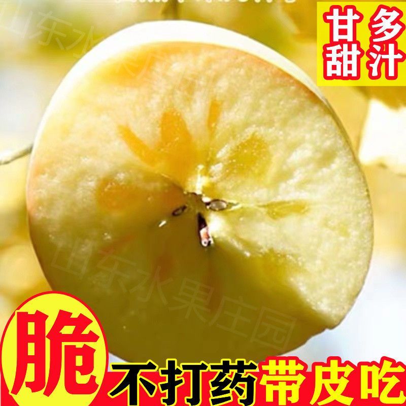 山东烟台维纳斯黄金苹果新鲜现摘脆甜多汁整箱包邮