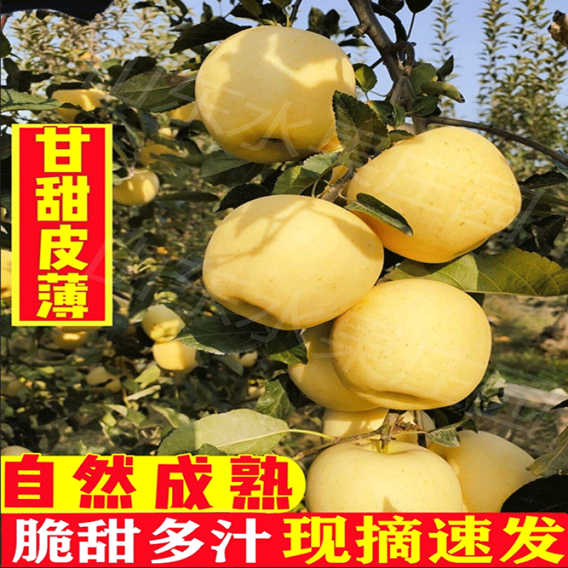 山东烟台维纳斯黄金苹果新鲜现摘脆甜多汁整箱包邮