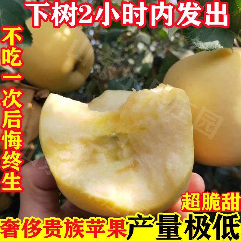 山东烟台维纳斯黄金苹果新鲜现摘脆甜多汁整箱包邮