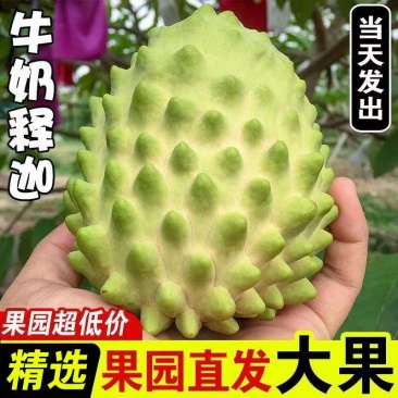 牛奶凤梨释迦果大果当季新鲜水果番荔枝佛头果释迦摩尼果