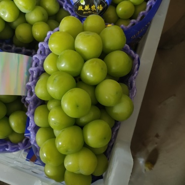 阳光玫瑰葡萄
