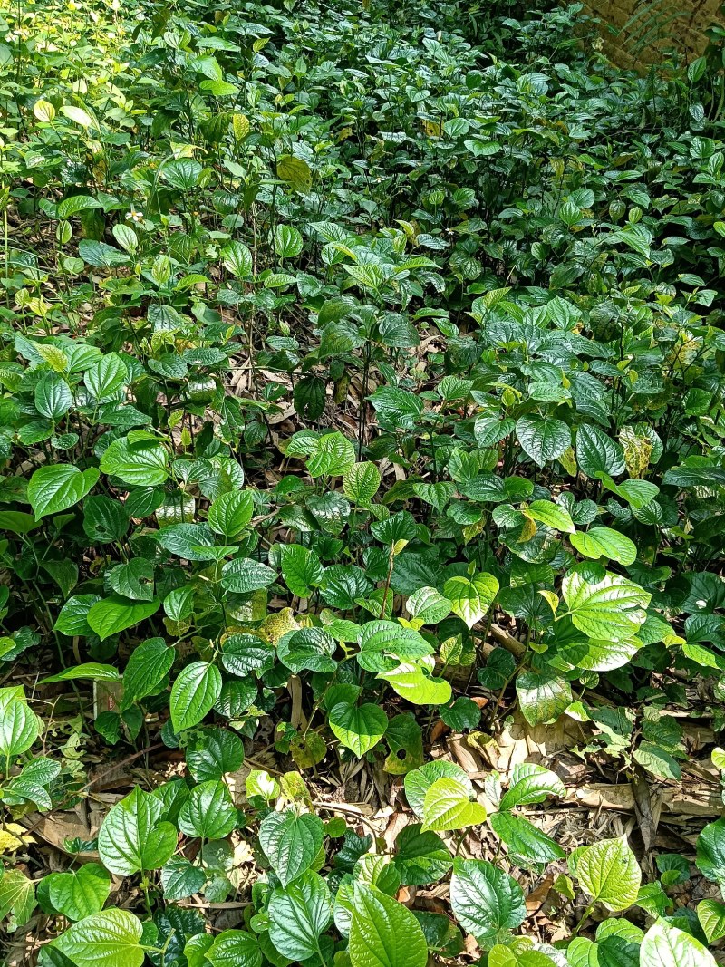 假捼