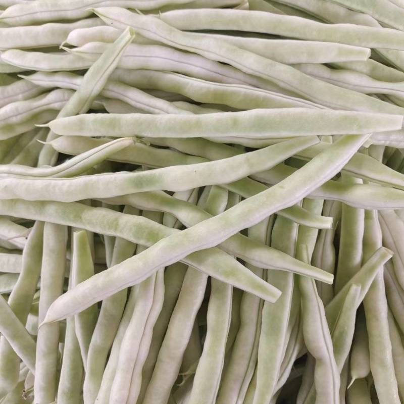 成武县白不老芸豆红豆油豆开始上量