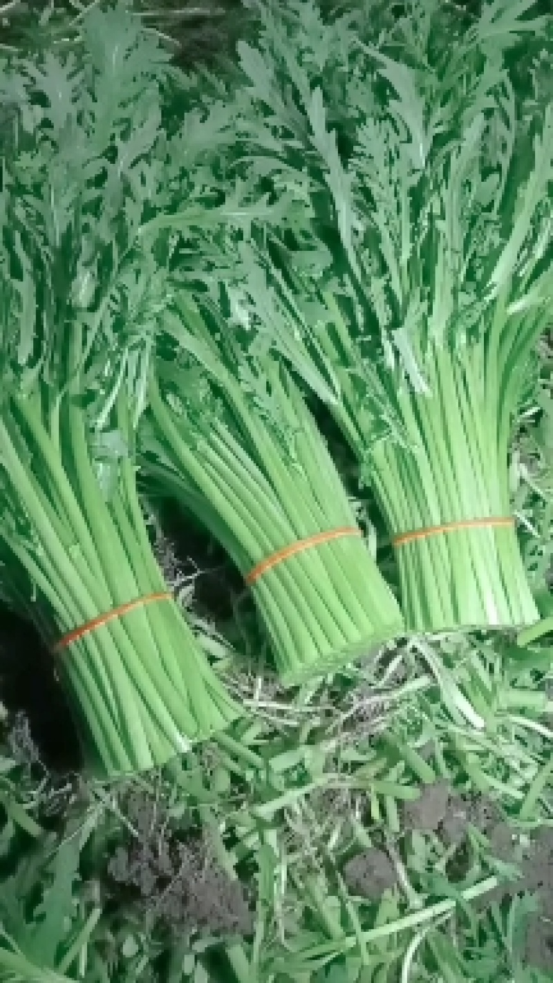 精品茼蒿
