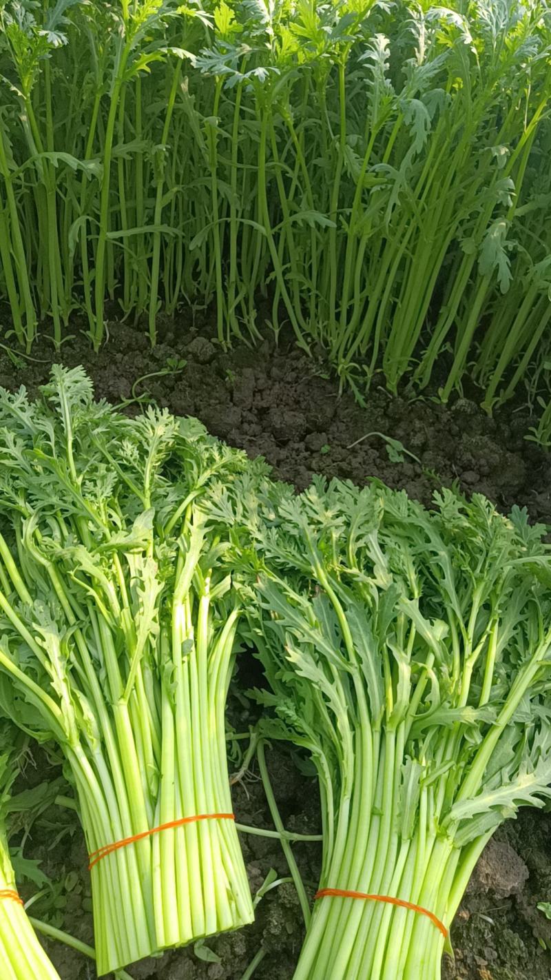 精品茼蒿