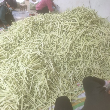 山东白云豆