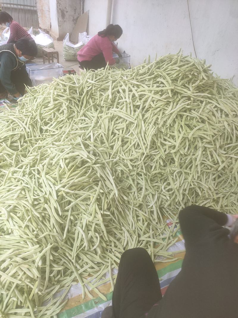 山东白云豆