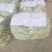 山东白云豆